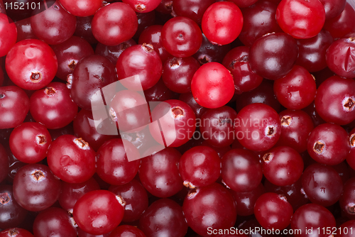 Image of Red cranberries