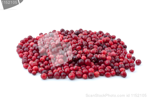 Image of Pile of ripe cranberries