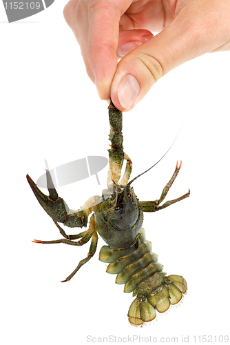 Image of Hand holding live crawfish