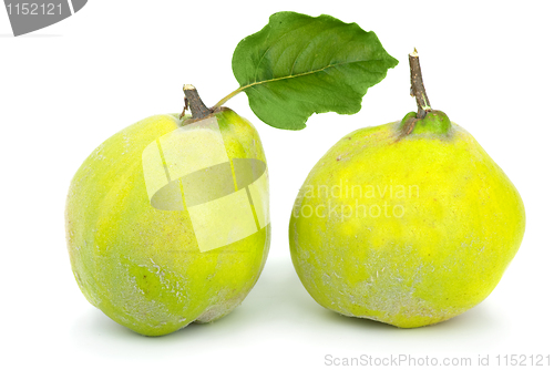 Image of Two fresh quince fruits