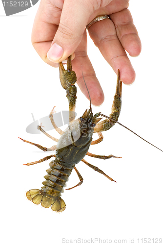 Image of Crawfish seized the finger by claws