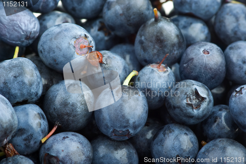 Image of Closeup shot of billberies