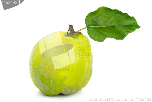 Image of Single fresh quince with leaf