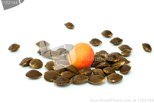 Image of Single apricot over some kernels