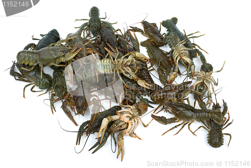 Image of Pile of live crawfishes