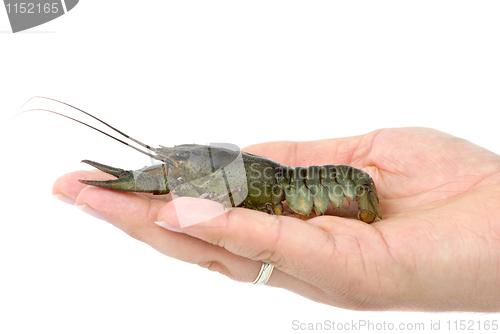 Image of Crawfish lying in the palm