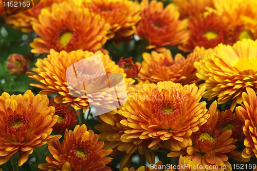 Image of Orange chrysanthemum flowers