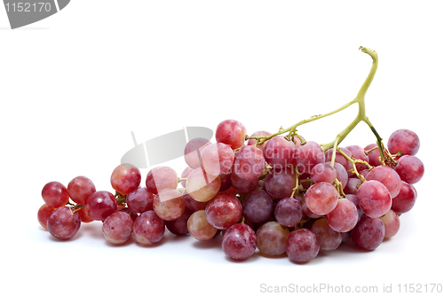 Image of Bunch of grapes ("Cardinal" breed)