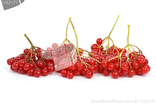 Image of Viburnum berries