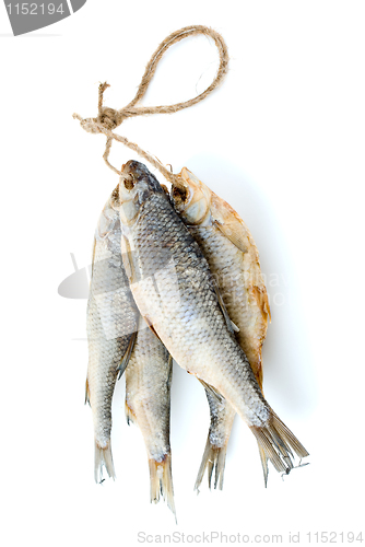 Image of Five dried sea roach fishes on the rope