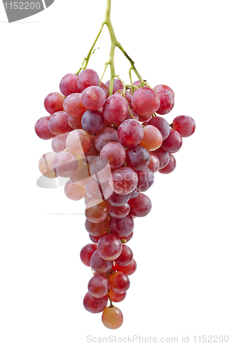 Image of Bunch of grapes ("Cardinal" breed)