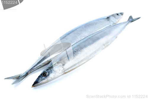 Image of Two fresh pacific saury fishes