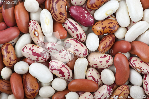 Image of Haricot beans of different breeds and colours