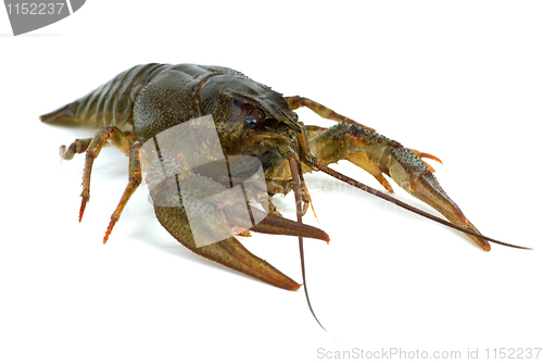 Image of Crawfish