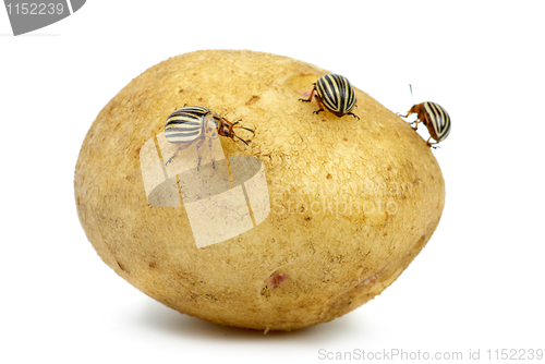 Image of Potato infested with colorado potato beetles