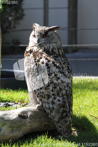 Image of Owl in zoo