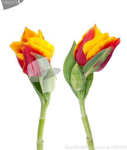 Image of Two yellow and red tulips