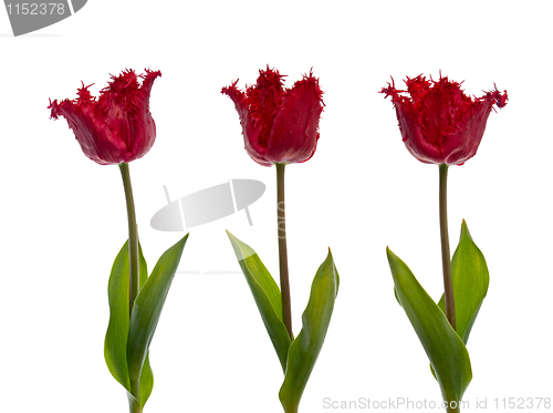 Image of Three red tulips