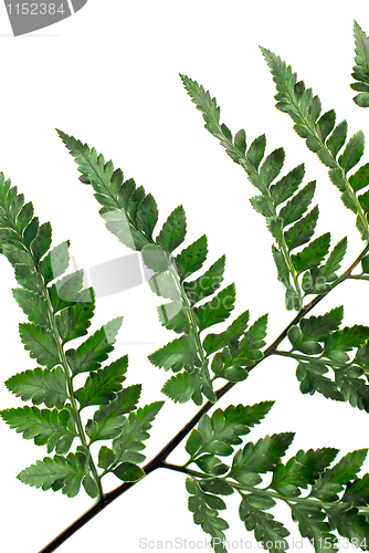 Image of Fern leaf 