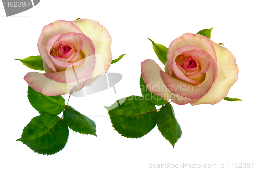 Image of Beautiful roses