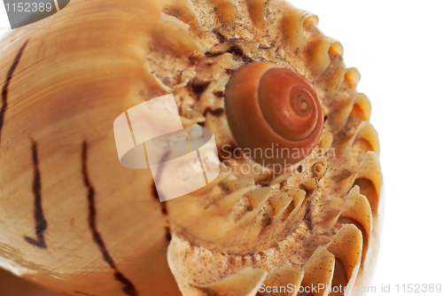 Image of Sea shell macro detail