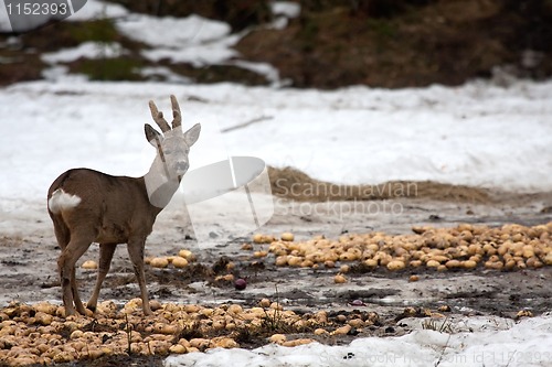 Image of roebuck