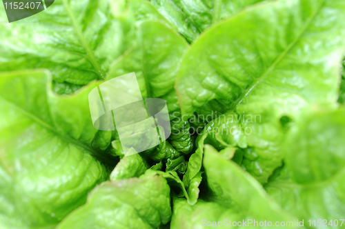 Image of Asparagus lettuce