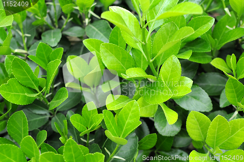 Image of New leaves in spring