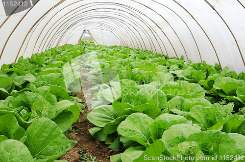 Image of Green house