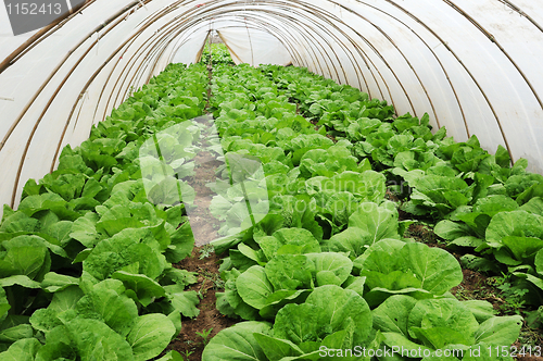 Image of Green house