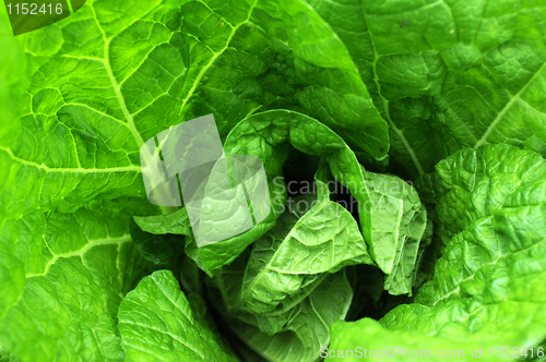 Image of Celery cabbage