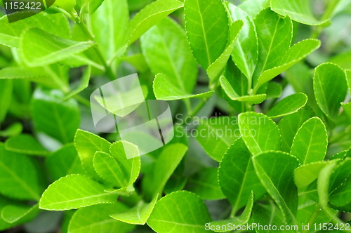 Image of New leaves in spring