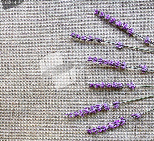 Image of Lavender flowers on sackcloth background