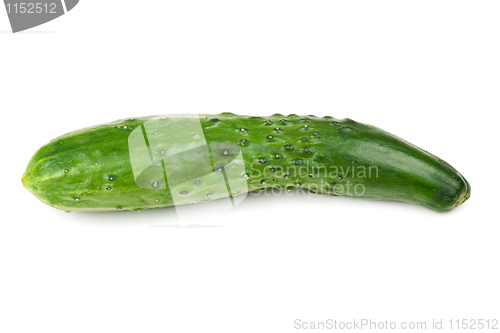 Image of one fresh green cucumber