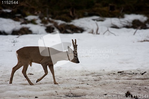 Image of roebuck in snow