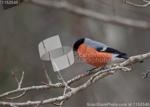 Image of bullfinch