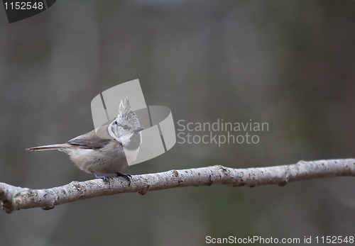 Image of Crested tit