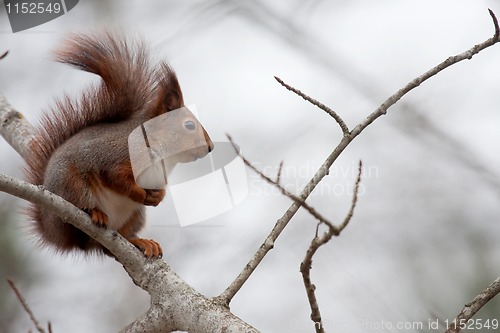 Image of Red squirrel