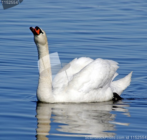 Image of Swan 
