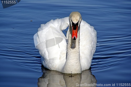 Image of Severe swan