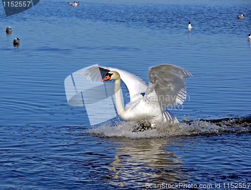 Image of Swan