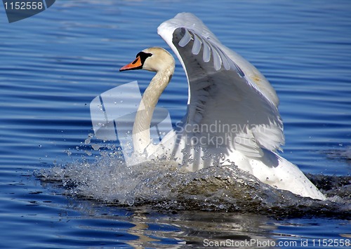 Image of White swan 