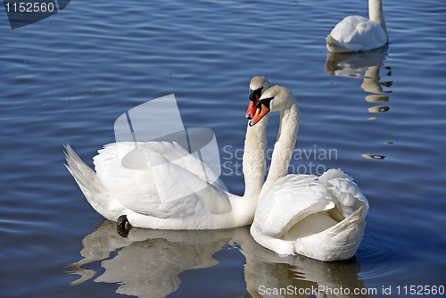 Image of Pair swans