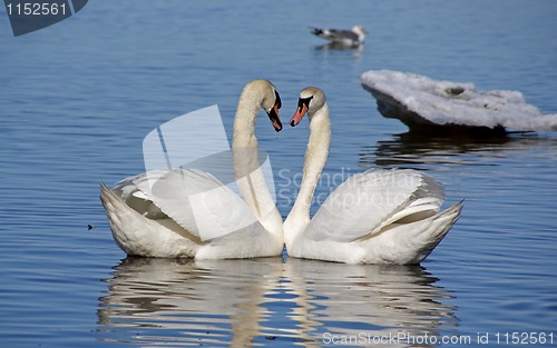 Image of White swans 