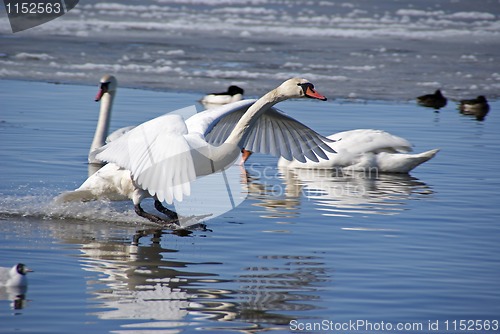 Image of White swan 