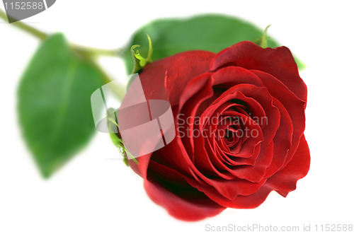 Image of Rose on White