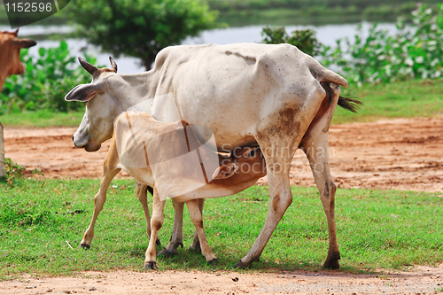 Image of mother cow