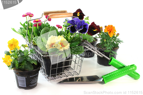 Image of Flower Shopping