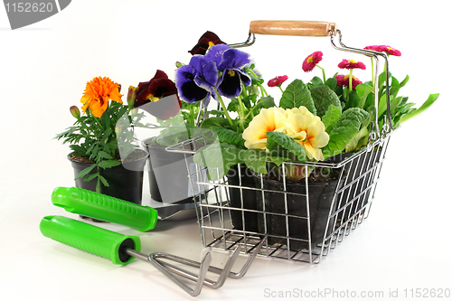 Image of Flower Shopping