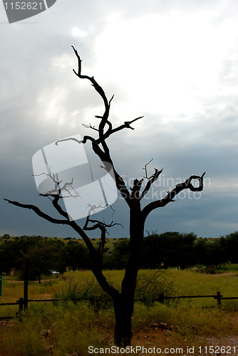 Image of tree after lightening